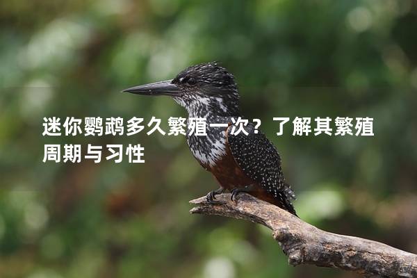 迷你鹦鹉多久繁殖一次？了解其繁殖周期与习性
