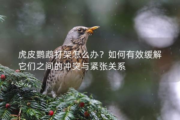 虎皮鹦鹉打架怎么办？如何有效缓解它们之间的冲突与紧张关系