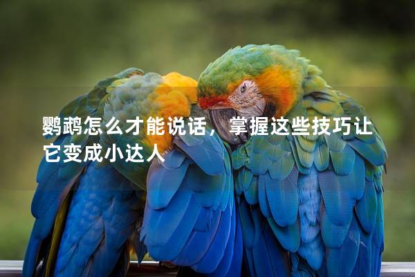 鹦鹉怎么才能说话，掌握这些技巧让它变成小达人