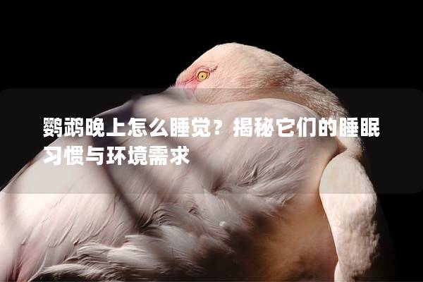 鹦鹉晚上怎么睡觉？揭秘它们的睡眠习惯与环境需求
