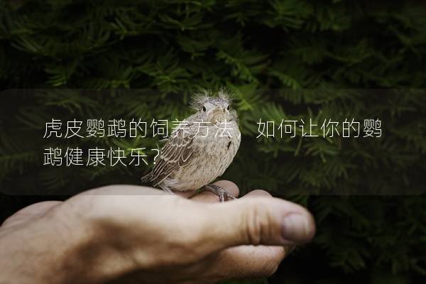 虎皮鹦鹉的饲养方法，如何让你的鹦鹉健康快乐？