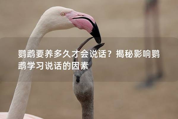 鹦鹉要养多久才会说话？揭秘影响鹦鹉学习说话的因素