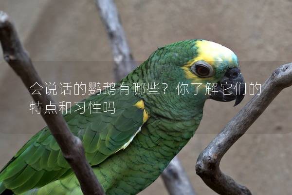 会说话的鹦鹉有哪些？你了解它们的特点和习性吗
