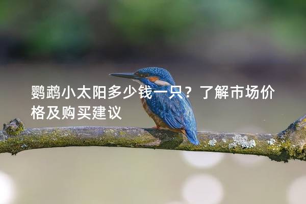 鹦鹉小太阳多少钱一只？了解市场价格及购买建议