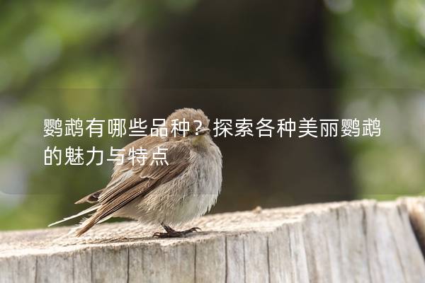 鹦鹉有哪些品种？探索各种美丽鹦鹉的魅力与特点