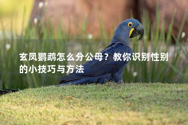 玄凤鹦鹉怎么分公母？教你识别性别的小技巧与方法