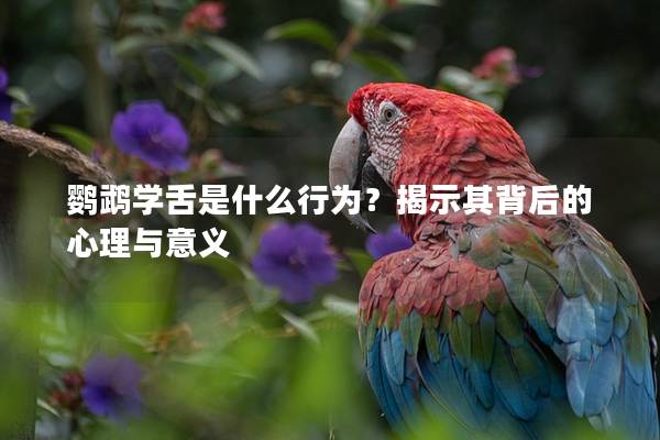 鹦鹉学舌是什么行为？揭示其背后的心理与意义