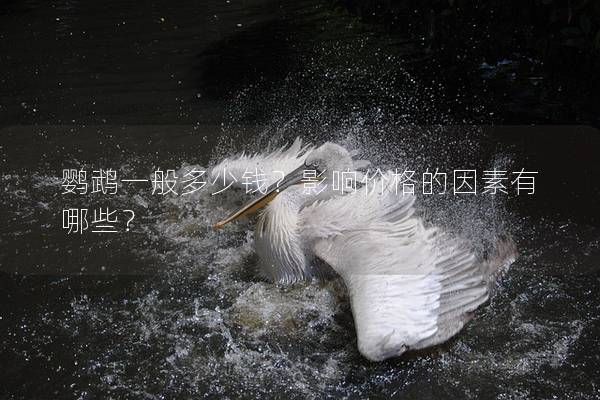 鹦鹉一般多少钱？影响价格的因素有哪些？