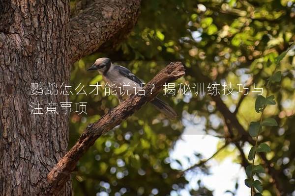 鹦鹉怎么才能说话？揭秘训练技巧与注意事项