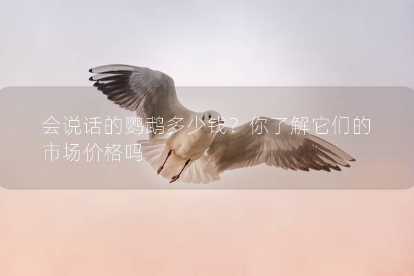 会说话的鹦鹉多少钱？你了解它们的市场价格吗