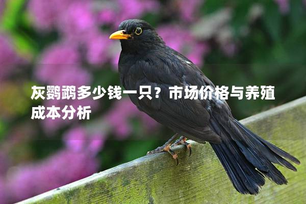 灰鹦鹉多少钱一只？市场价格与养殖成本分析