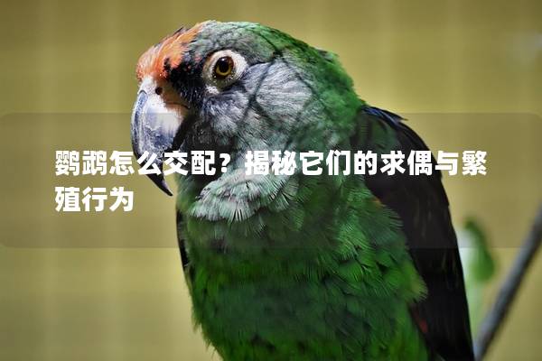 鹦鹉怎么交配？揭秘它们的求偶与繁殖行为