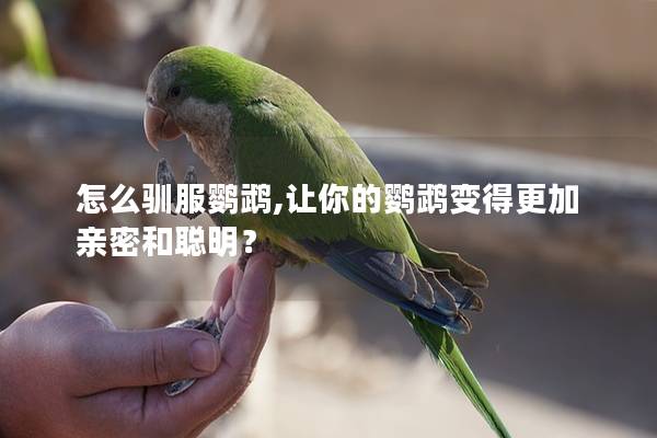 怎么驯服鹦鹉,让你的鹦鹉变得更加亲密和聪明？