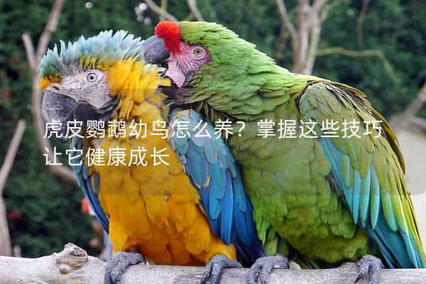虎皮鹦鹉幼鸟怎么养？掌握这些技巧让它健康成长