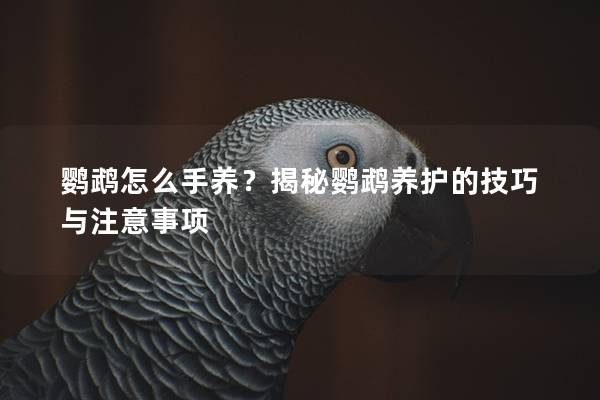 鹦鹉怎么手养？揭秘鹦鹉养护的技巧与注意事项