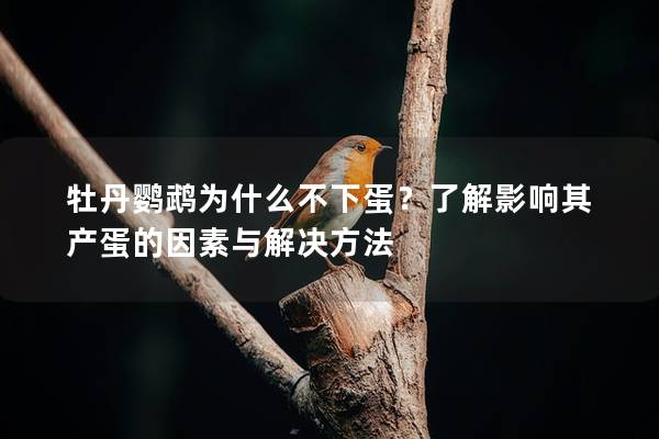 牡丹鹦鹉为什么不下蛋？了解影响其产蛋的因素与解决方法