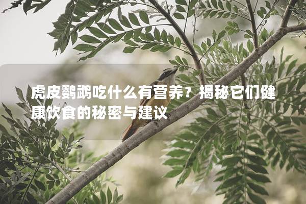 虎皮鹦鹉吃什么有营养？揭秘它们健康饮食的秘密与建议