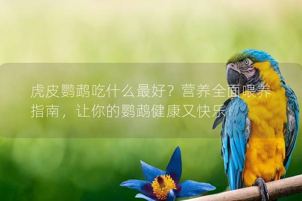 虎皮鹦鹉吃什么最好？营养全面喂养指南，让你的鹦鹉健康又快乐