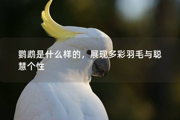 鹦鹉是什么样的，展现多彩羽毛与聪慧个性