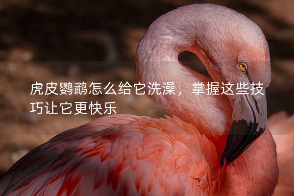 虎皮鹦鹉怎么给它洗澡，掌握这些技巧让它更快乐