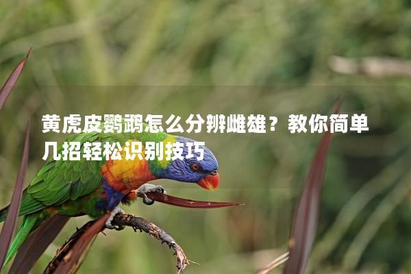 黄虎皮鹦鹉怎么分辨雌雄？教你简单几招轻松识别技巧