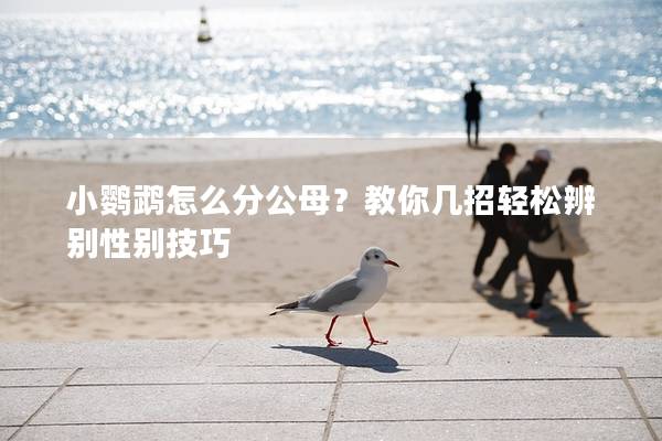 小鹦鹉怎么分公母？教你几招轻松辨别性别技巧