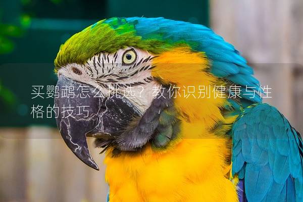 买鹦鹉怎么挑选？教你识别健康与性格的技巧
