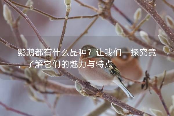 鹦鹉都有什么品种？让我们一探究竟，了解它们的魅力与特点