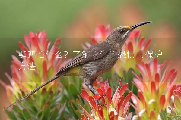 鹦鹉怕什么？了解它们的恐惧与保护方法