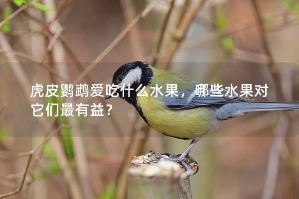 虎皮鹦鹉爱吃什么水果，哪些水果对它们最有益？