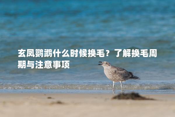 玄凤鹦鹉什么时候换毛？了解换毛周期与注意事项