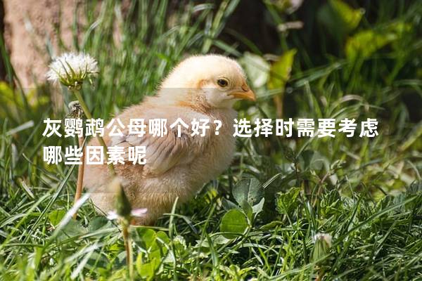 灰鹦鹉公母哪个好？选择时需要考虑哪些因素呢
