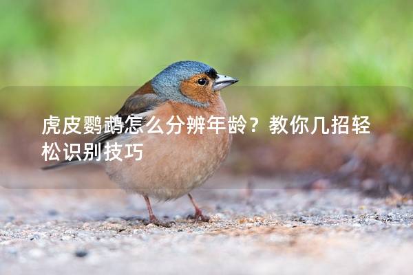 虎皮鹦鹉怎么分辨年龄？教你几招轻松识别技巧