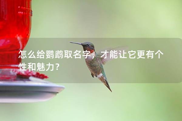 怎么给鹦鹉取名字，才能让它更有个性和魅力？