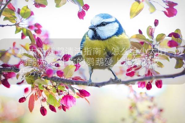 小太阳鹦鹉清洁指南：怎么给小太阳鹦鹉洗澡,让你的鹦鹉爱上洗澡的技巧分享