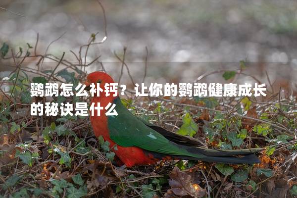 鹦鹉怎么补钙？让你的鹦鹉健康成长的秘诀是什么