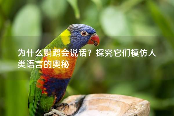 为什么鹦鹉会说话？探究它们模仿人类语言的奥秘