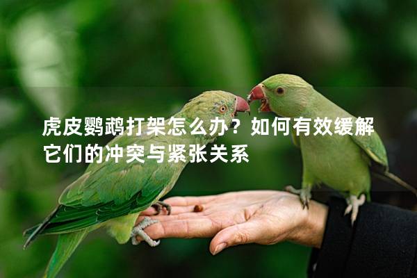 虎皮鹦鹉打架怎么办？如何有效缓解它们的冲突与紧张关系
