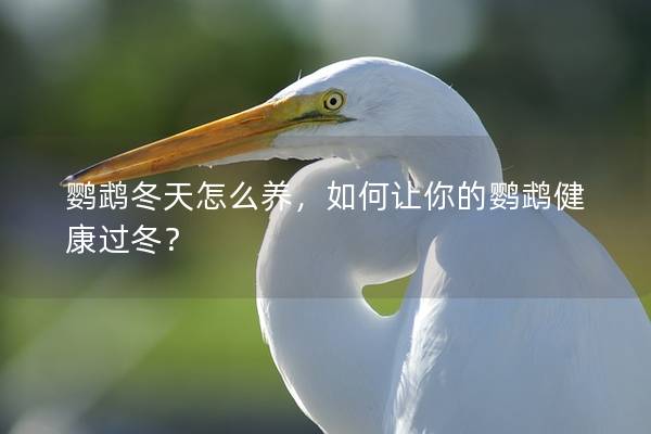 鹦鹉冬天怎么养，如何让你的鹦鹉健康过冬？