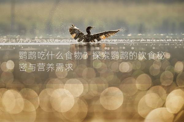 鹦鹉吃什么食物？探索鹦鹉的饮食秘密与营养需求