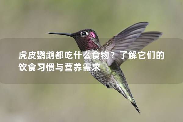 虎皮鹦鹉都吃什么食物？了解它们的饮食习惯与营养需求