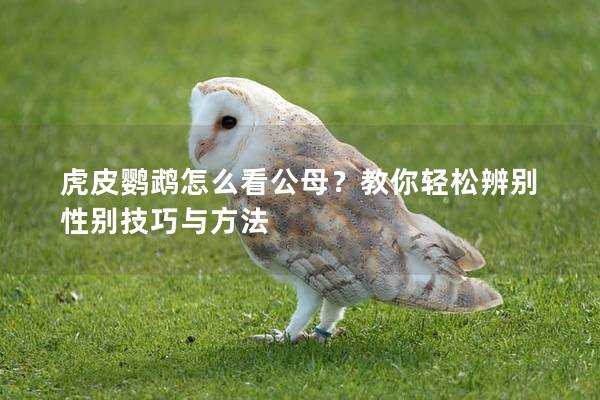 虎皮鹦鹉怎么看公母？教你轻松辨别性别技巧与方法