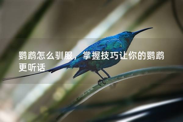 鹦鹉怎么驯服，掌握技巧让你的鹦鹉更听话