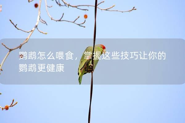 鹦鹉怎么喂食，掌握这些技巧让你的鹦鹉更健康