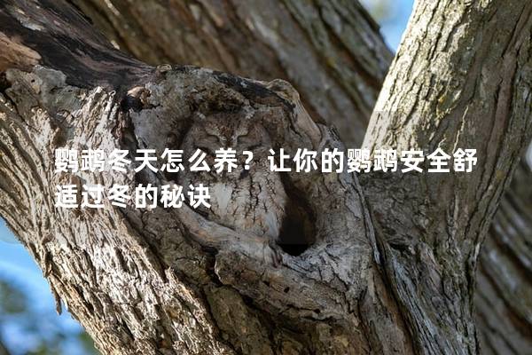 鹦鹉冬天怎么养？让你的鹦鹉安全舒适过冬的秘诀