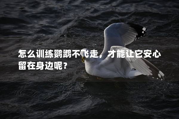 怎么训练鹦鹉不飞走，才能让它安心留在身边呢？