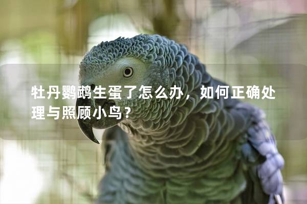 牡丹鹦鹉生蛋了怎么办，如何正确处理与照顾小鸟？