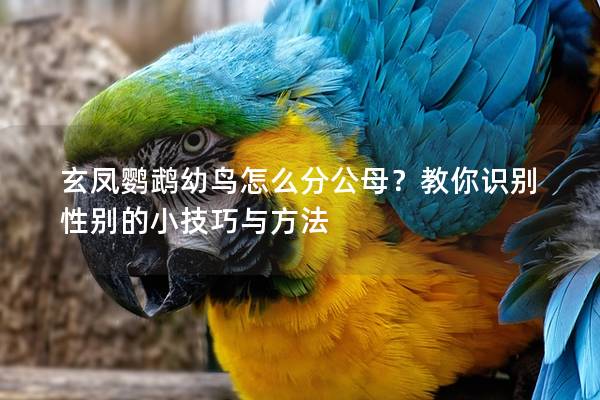 玄凤鹦鹉幼鸟怎么分公母？教你识别性别的小技巧与方法