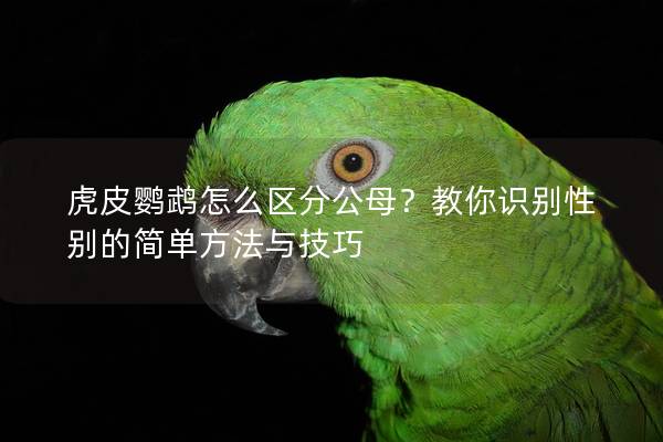 虎皮鹦鹉怎么区分公母？教你识别性别的简单方法与技巧