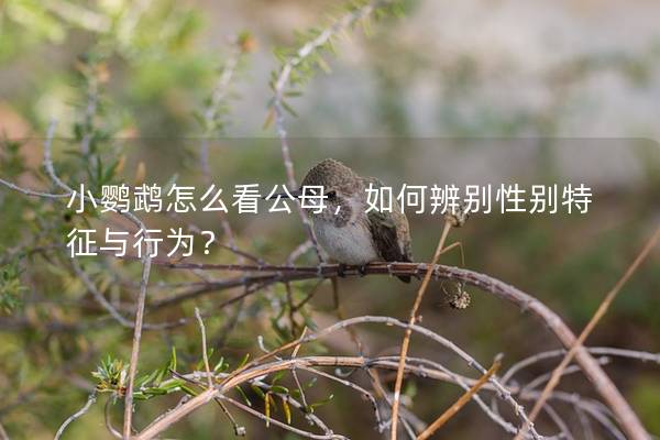 小鹦鹉怎么看公母，如何辨别性别特征与行为？